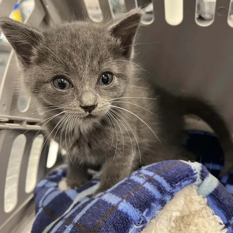 A baby small-sized male Gray / Blue / Silver Domestic Short Hair cat named Samson for adoption in Greensboro, NC