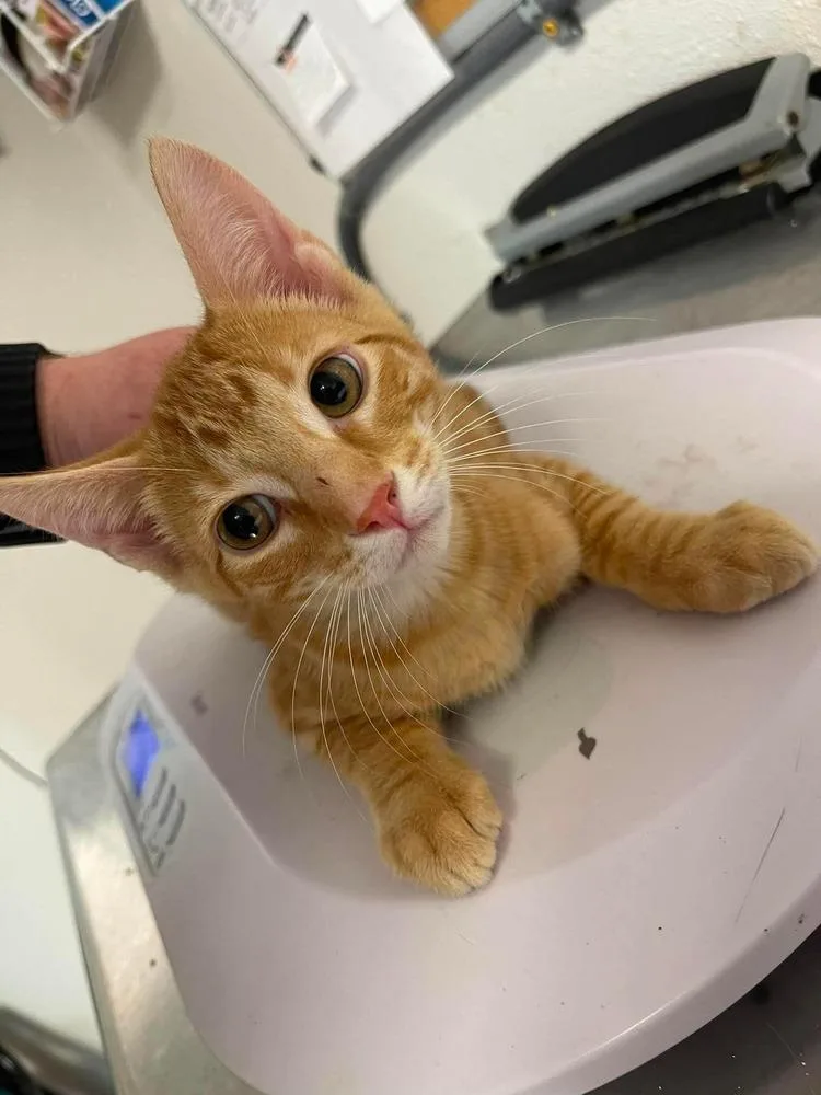 A baby small-sized male Domestic Short Hair cat named Zilly for adoption in Bolivar, MO
