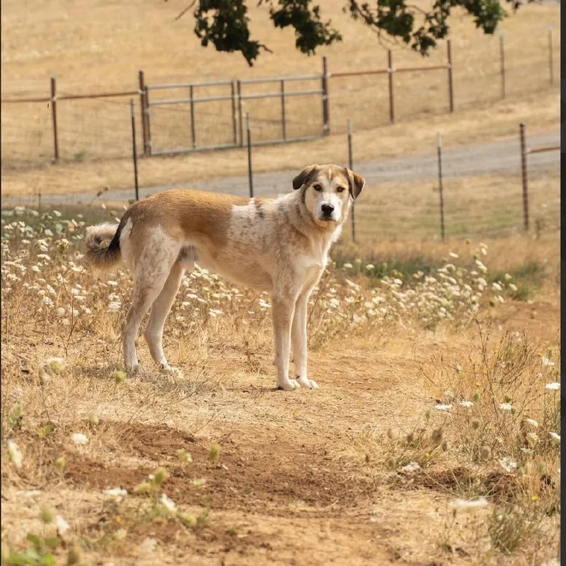 An adult large-sized male Brown / Chocolate Great Pyrenees dog named Johnny for adoption in Salem, OR