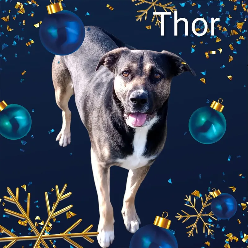 Thor thumbnail 2