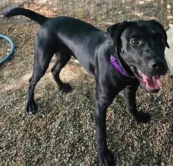 A baby large-sized female Labrador Retriever dog named Pippa for adoption in Austin, TX