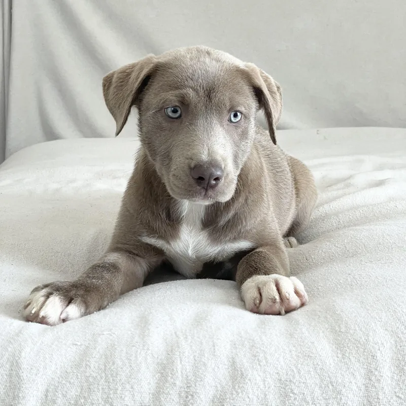 Snuggly Skylar thumbnail 2