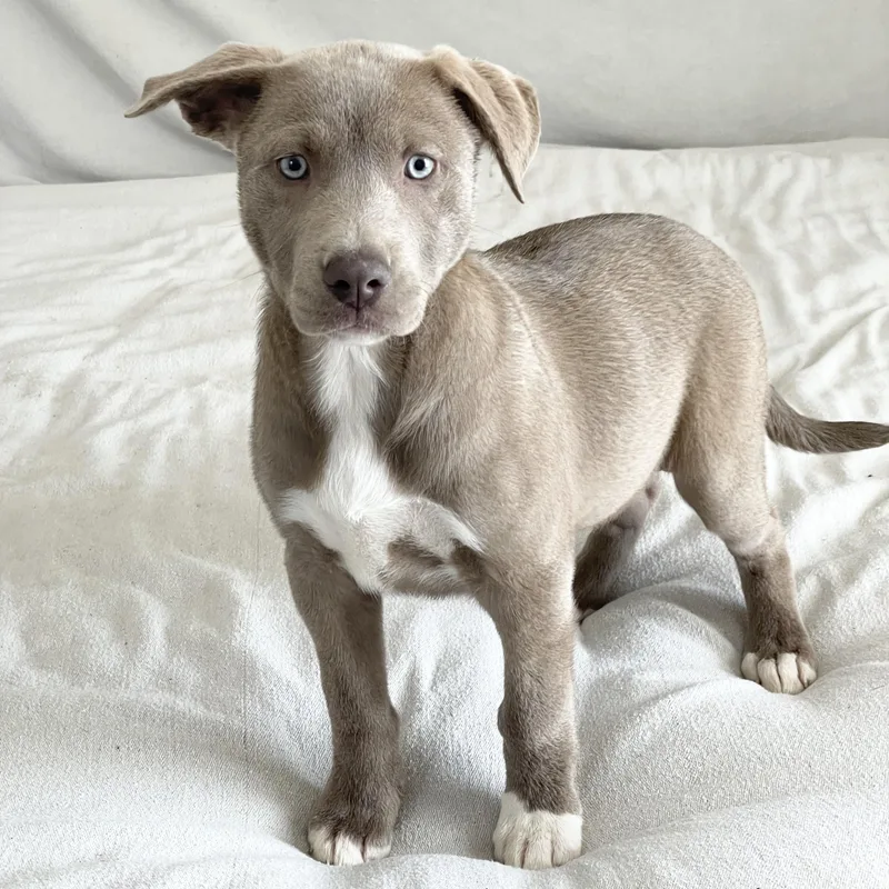 Snuggly Skylar thumbnail 4