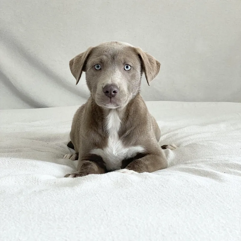 Snuggly Skylar thumbnail 5