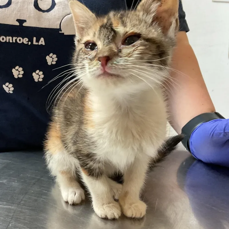 A young medium-sized female Calico Domestic Short Hair cat named Nia for adoption in Monroe, LA