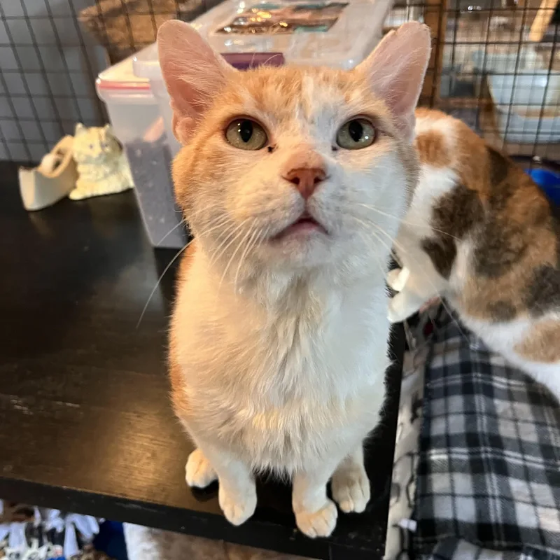 A young medium-sized male Buff & White Domestic Medium Hair cat named Astarel for adoption in Landenberg, PA