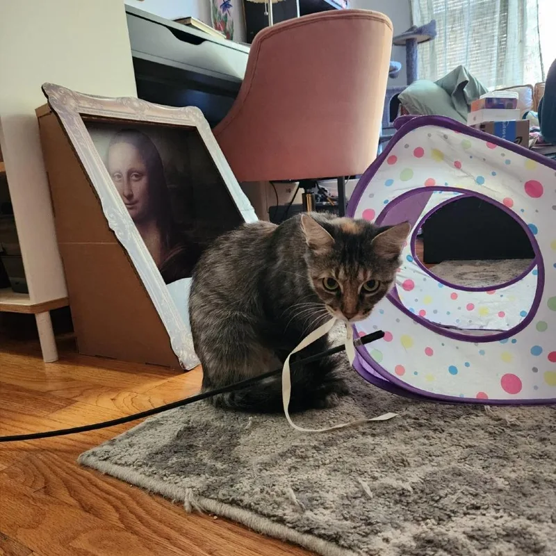 An adult medium-sized female Domestic Medium Hair cat named Burnett for adoption in Evanston, IL