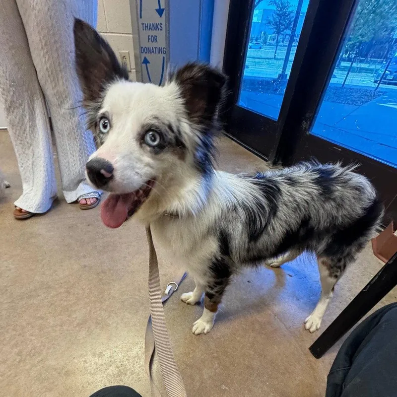 A young small-sized female Australian Shepherd dog named Stella Rose for adoption in Bloomfield, CT