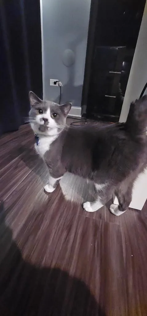 A young medium-sized male Gray & White Domestic Short Hair cat named Caviar for adoption in Mokena, IL
