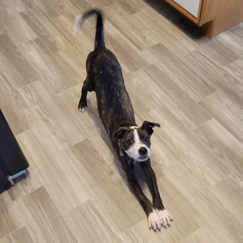 A baby small-sized male Brindle Terrier dog named Blaze D for adoption in Minnetonka, MN