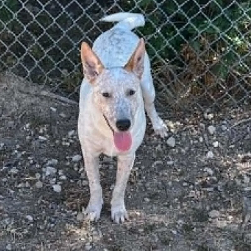 A baby medium-sized male Red / Chestnut / Orange Cattle Dog dog named Tang for adoption in Moyock, NC