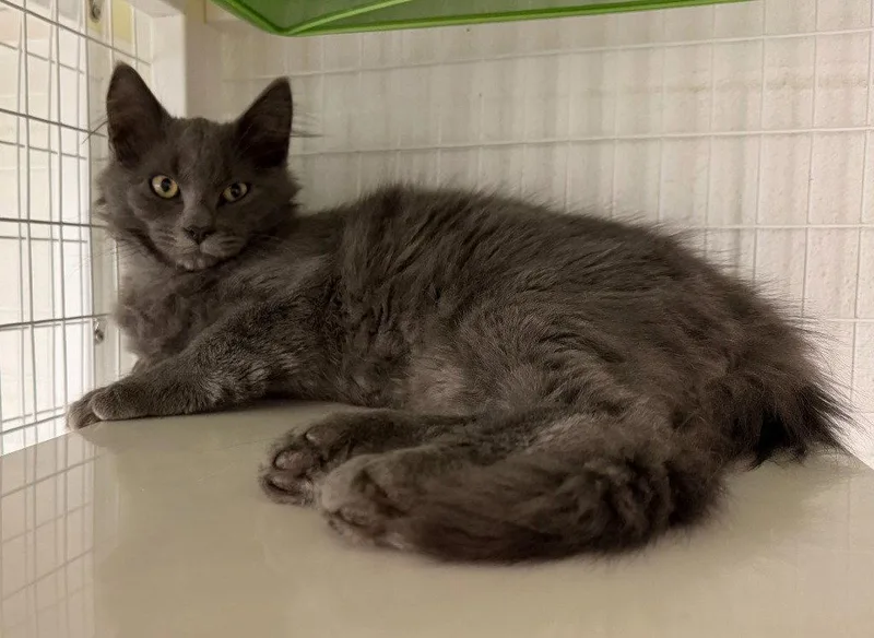 A baby medium-sized male Domestic Long Hair cat named Billy for adoption in St. Helens, OR
