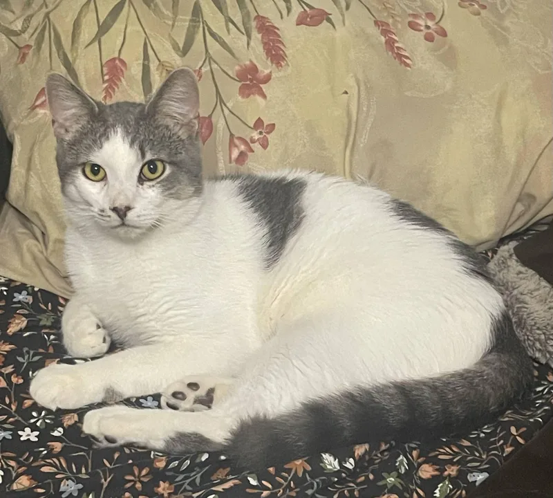 A baby medium-sized male Gray & White Domestic Short Hair cat named Buddy for adoption in Menasha, WI