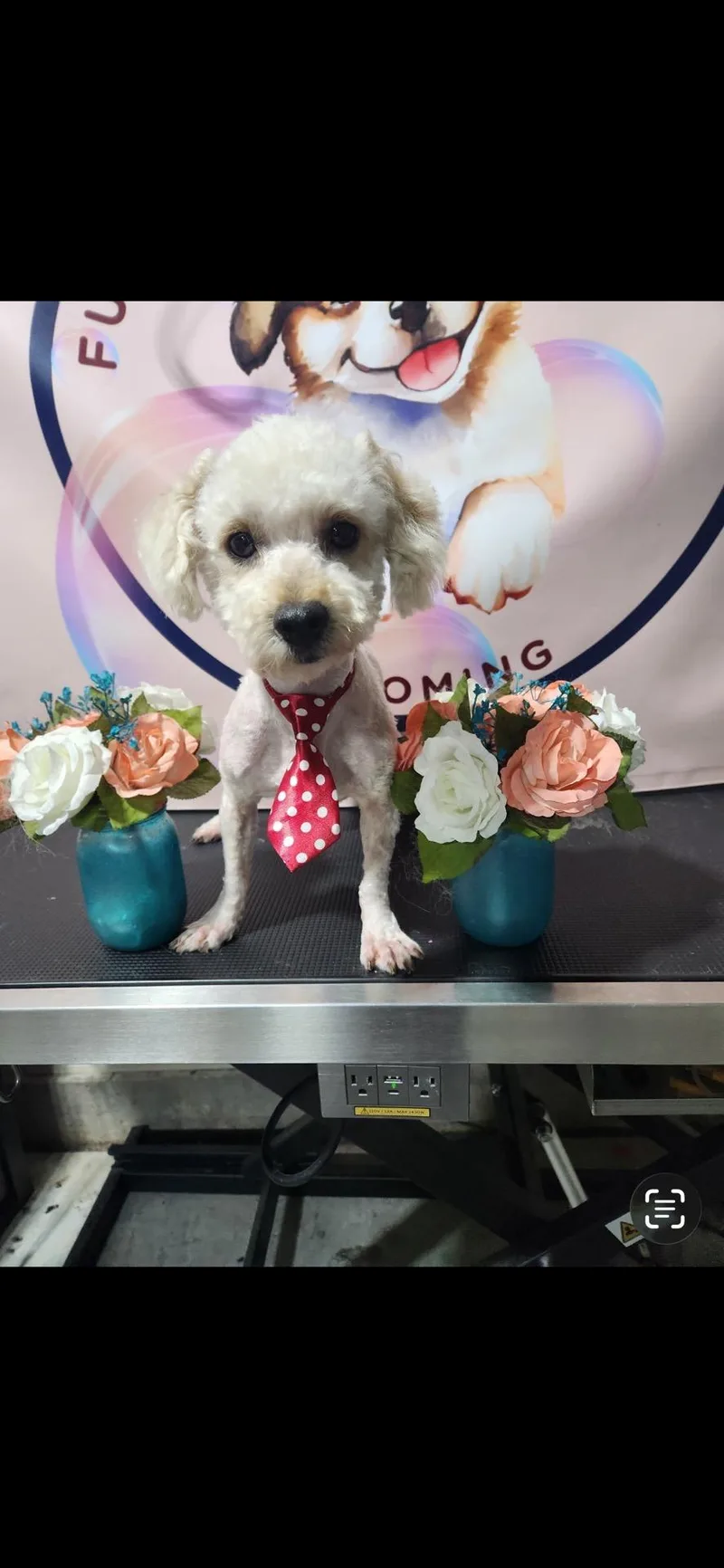 A young small-sized male Apricot / Beige Maltipoo dog named Flounder for adoption in Broken Arrow, OK