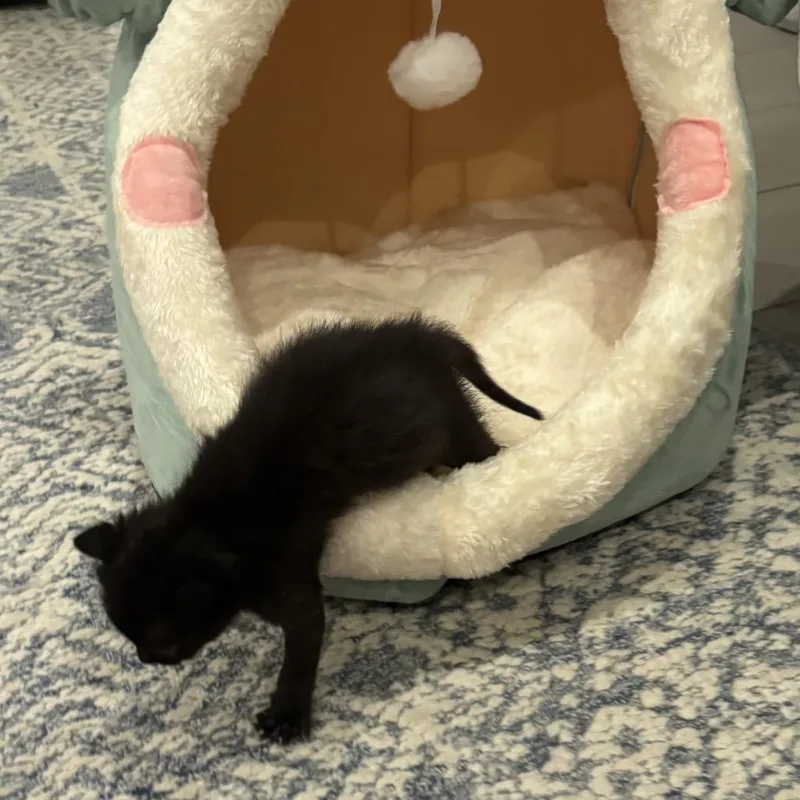 A baby small-sized female Black Domestic Short Hair cat named Lucy for adoption in Los Angeles, CA