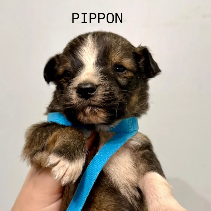 A young small-sized male Brown / Chocolate English Shepherd dog named Pippen for adoption in Fulton, MO