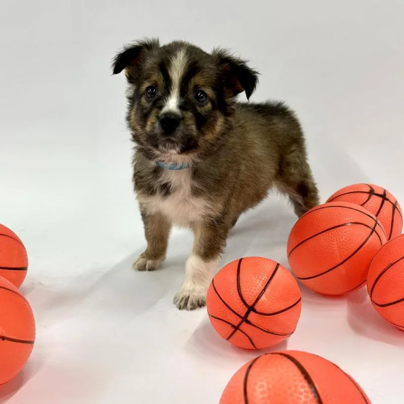 Pippen thumbnail 3