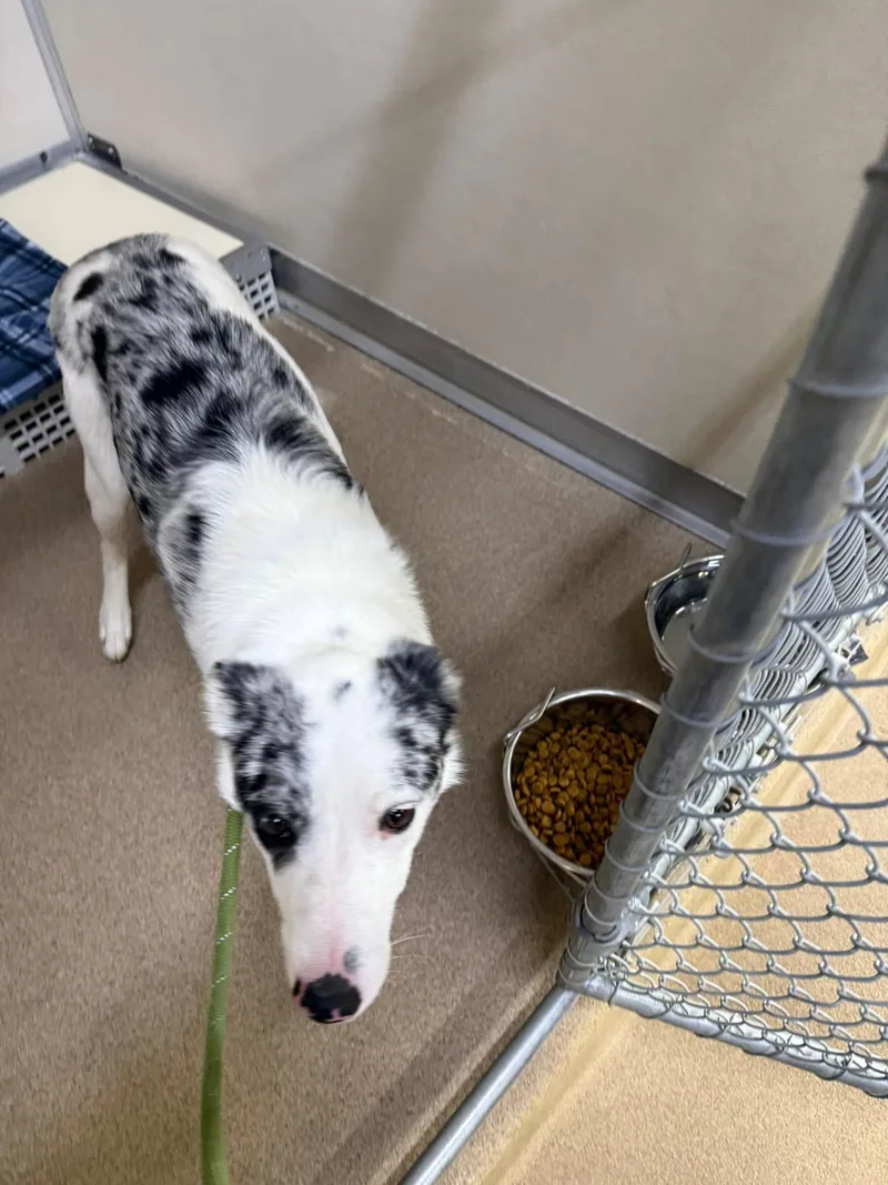 A young medium-sized male Border Collie dog named Cooper for adoption in Rawlins, WY