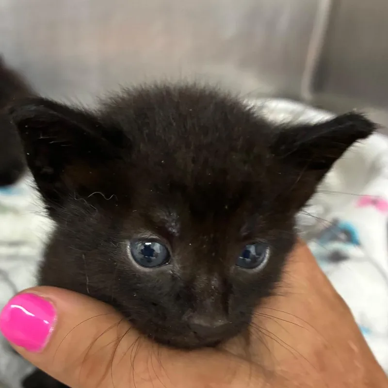 A baby small-sized female Black Domestic Short Hair cat named Croissant for adoption in Gainesville, FL