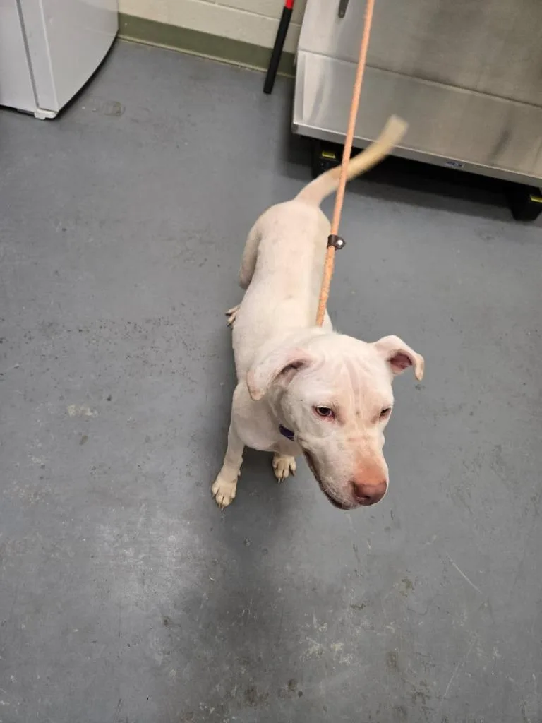 An adult medium-sized female Pit Bull Terrier dog named 2026-05-149 for adoption in Winder, GA