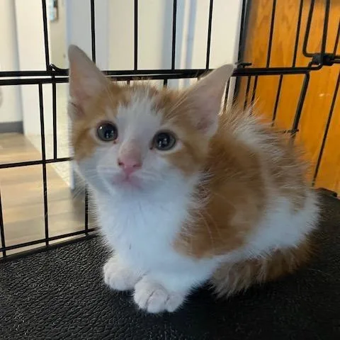 A baby small-sized male Orange / Red Domestic Short Hair cat named Slushie for adoption in Dayton, OH