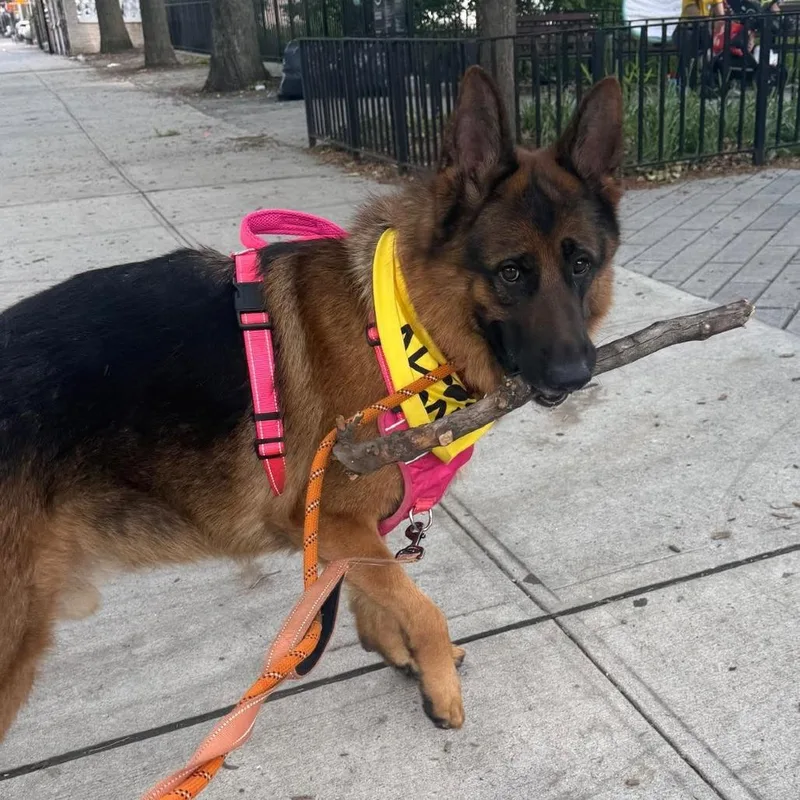 An adult large-sized male Brown / Chocolate German Shepherd Dog dog named Bowie for adoption in Long Island City, NY