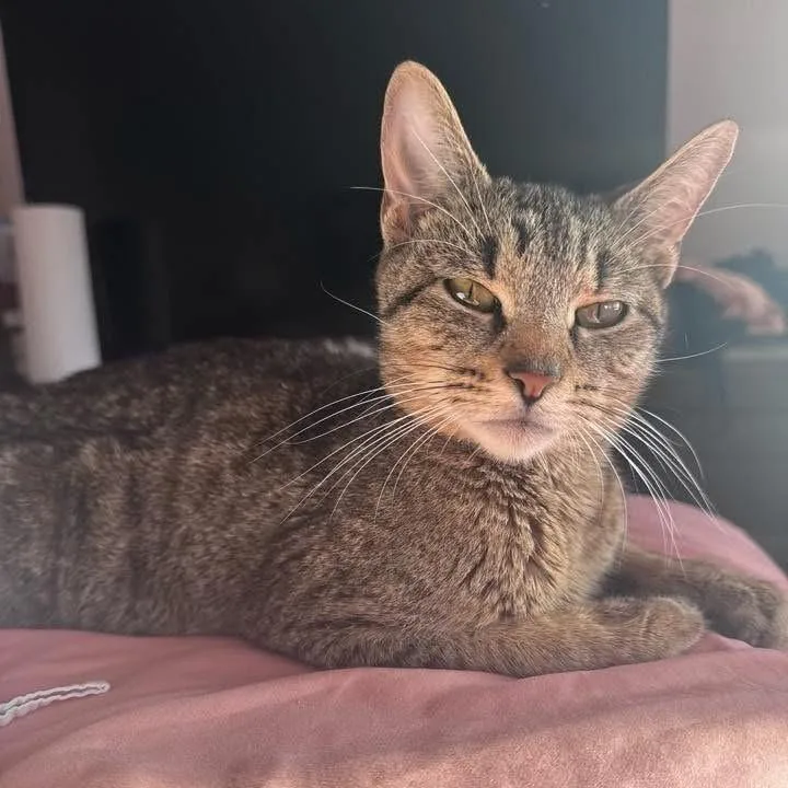 A young small-sized female Brown / Chocolate Domestic Short Hair cat named Barbarella for adoption in Long Island City, NY