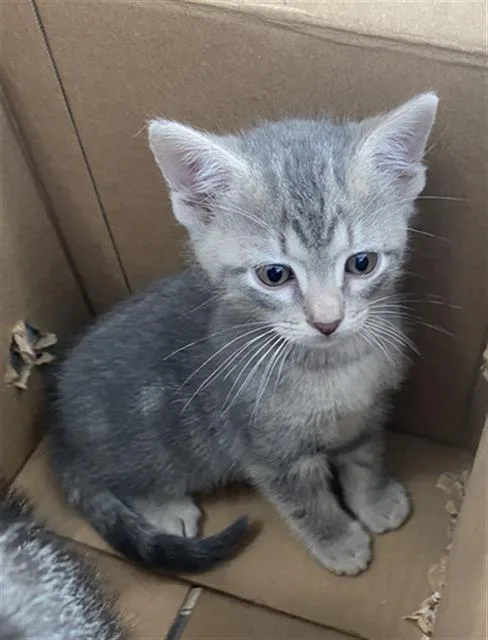 A baby medium-sized male Domestic Short Hair cat named Sunny for adoption in Dallas, TX