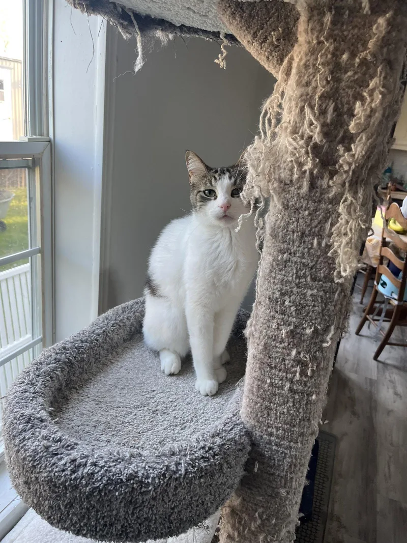 An adult medium-sized male Domestic Short Hair cat named Reagan for adoption in Walled Lake, MI