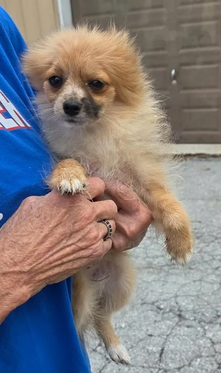 A baby small-sized female Pomeranian dog named Ruffles for adoption in Havertown, PA