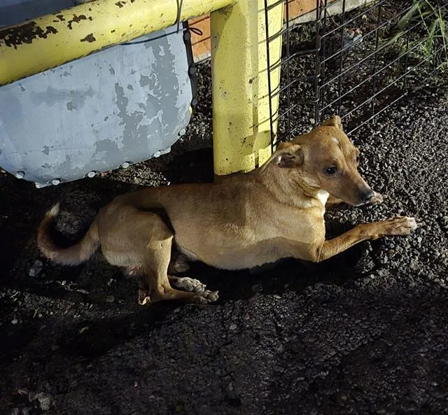 A young small-sized male Chihuahua dog named Ranch for adoption in San Antonio, TX