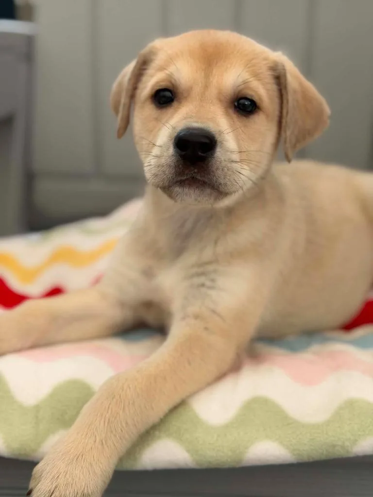 A baby medium-sized female Mixed Breed dog named Ice Cream Litter for adoption in Savage, MN