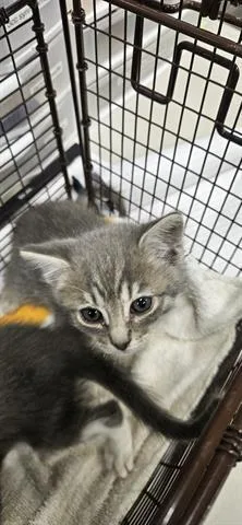 A baby small-sized female Domestic Long Hair cat named Saka for adoption in San Martin, CA