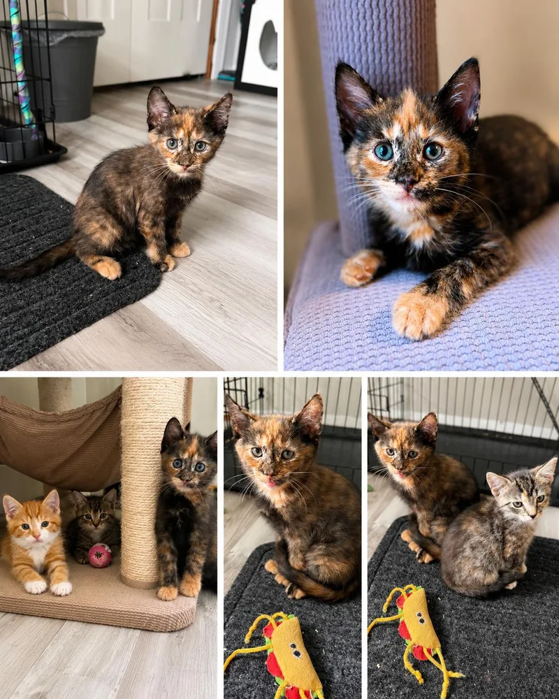 A baby medium-sized female Domestic Short Hair cat named Cherry Coke for adoption in Stewartsville, NJ