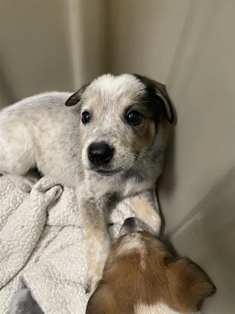 A baby medium-sized male Australian Cattle Dog / Blue Heeler dog named Das A for adoption in Plano, TX