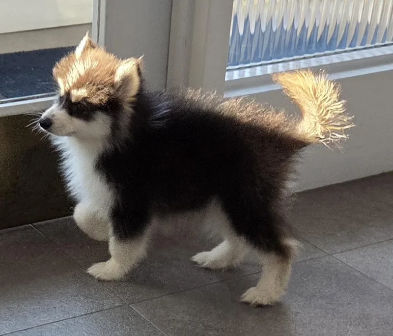 A baby small-sized male Pomeranian dog named Skeeter "pomski" for adoption in Woodsfield, OH