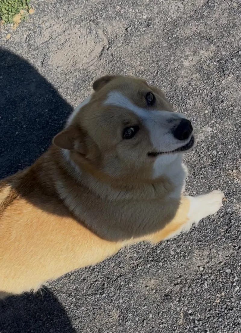 An adult medium-sized female Pembroke Welsh Corgi dog named Charleigh for adoption in Havertown, PA