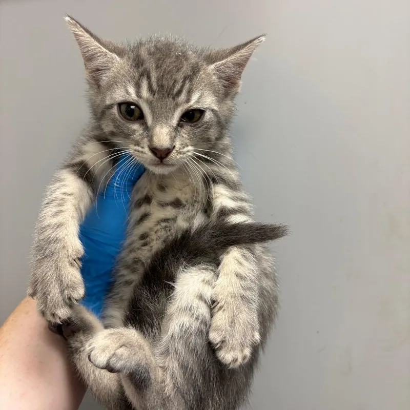 A baby small-sized male Gray / Blue / Silver Domestic Short Hair cat named Mexican Pizza for adoption in Columbiana, AL