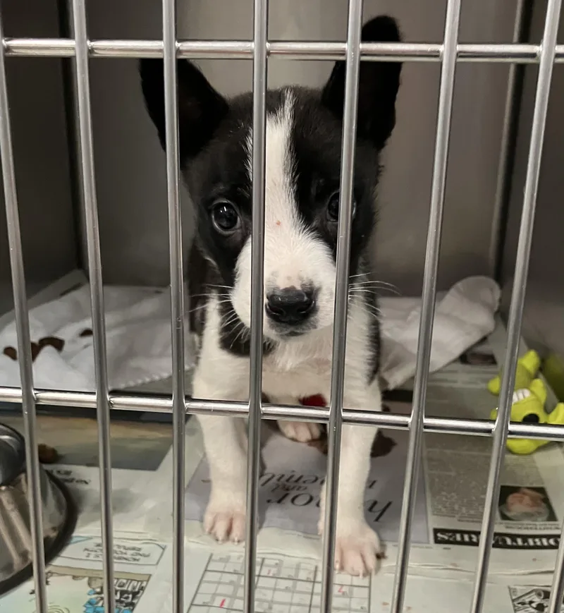 A baby medium-sized male Shepherd dog named Ares for adoption in Parma, OH