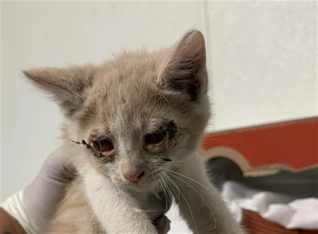 A baby small-sized male Domestic Short Hair cat named Bob for adoption in Bakersfield, CA