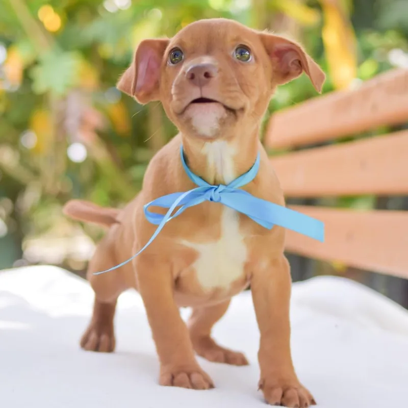 A baby small-sized male Golden Mixed Breed dog named Miguel for adoption in Kailua Kona, HI