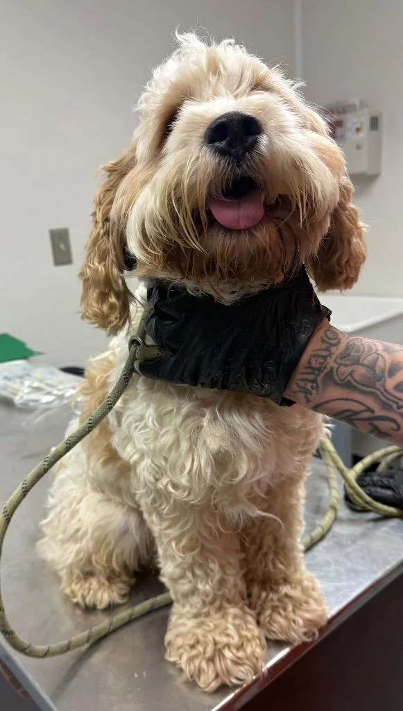 A young small-sized male Cocker Spaniel dog named Hunter for adoption in Greencastle, IN