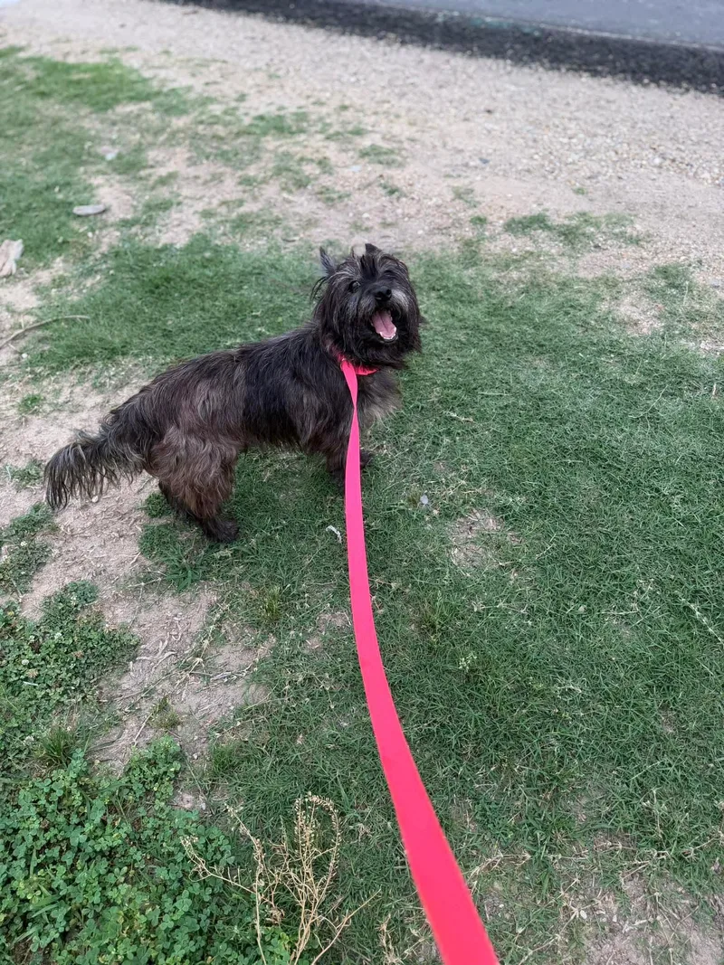 An adult small-sized male Cairn Terrier dog named Wicket for adoption in Oakhurst, NJ
