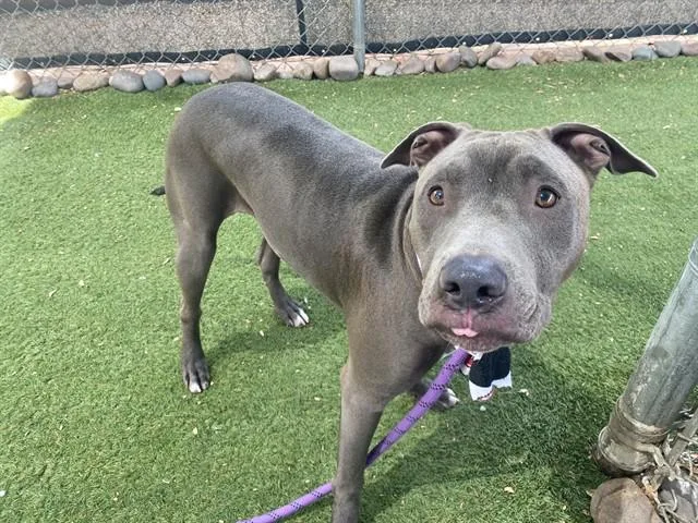A young large-sized male Pit Bull Terrier dog named Baby Bird for adoption in Phoenix, AZ