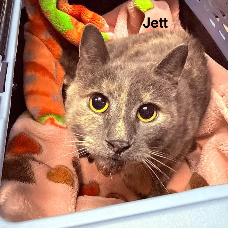 Jett