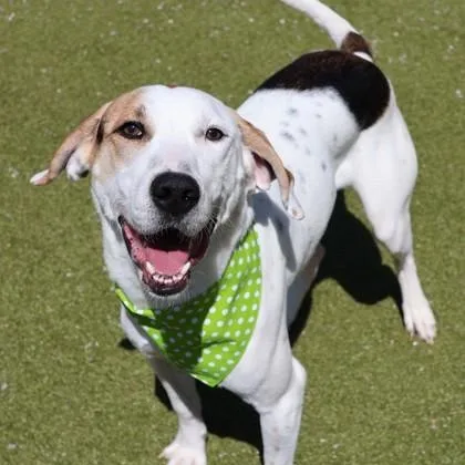 An adult large-sized male Mixed Breed dog named Mitchell for adoption in Athens, GA