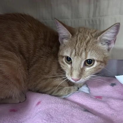 A young small-sized female Domestic Short Hair cat named Skeeter for adoption in Merriam, KS