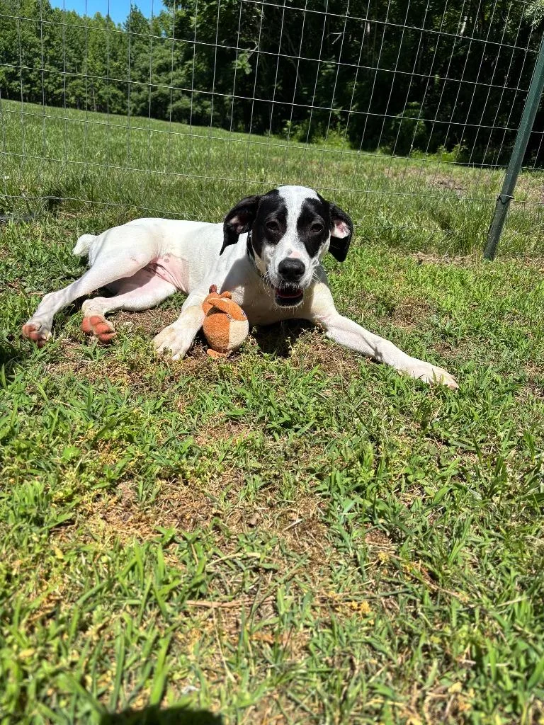 Periwinkle thumbnail 4
