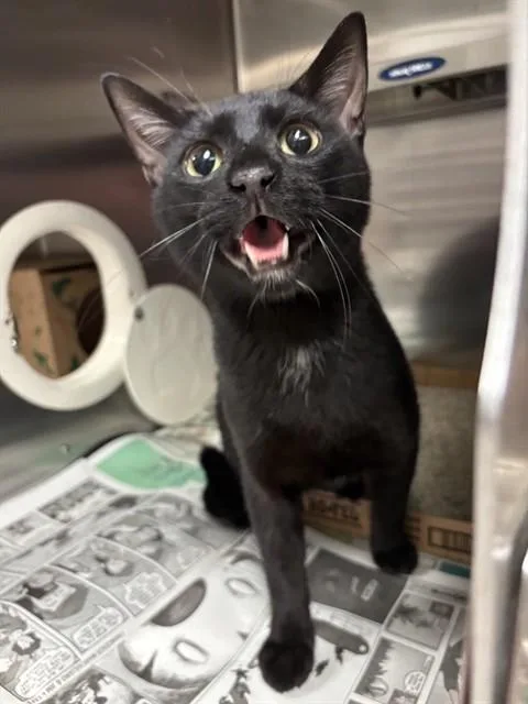 A young small-sized male Domestic Short Hair cat named Ram for adoption in Olivette, MO