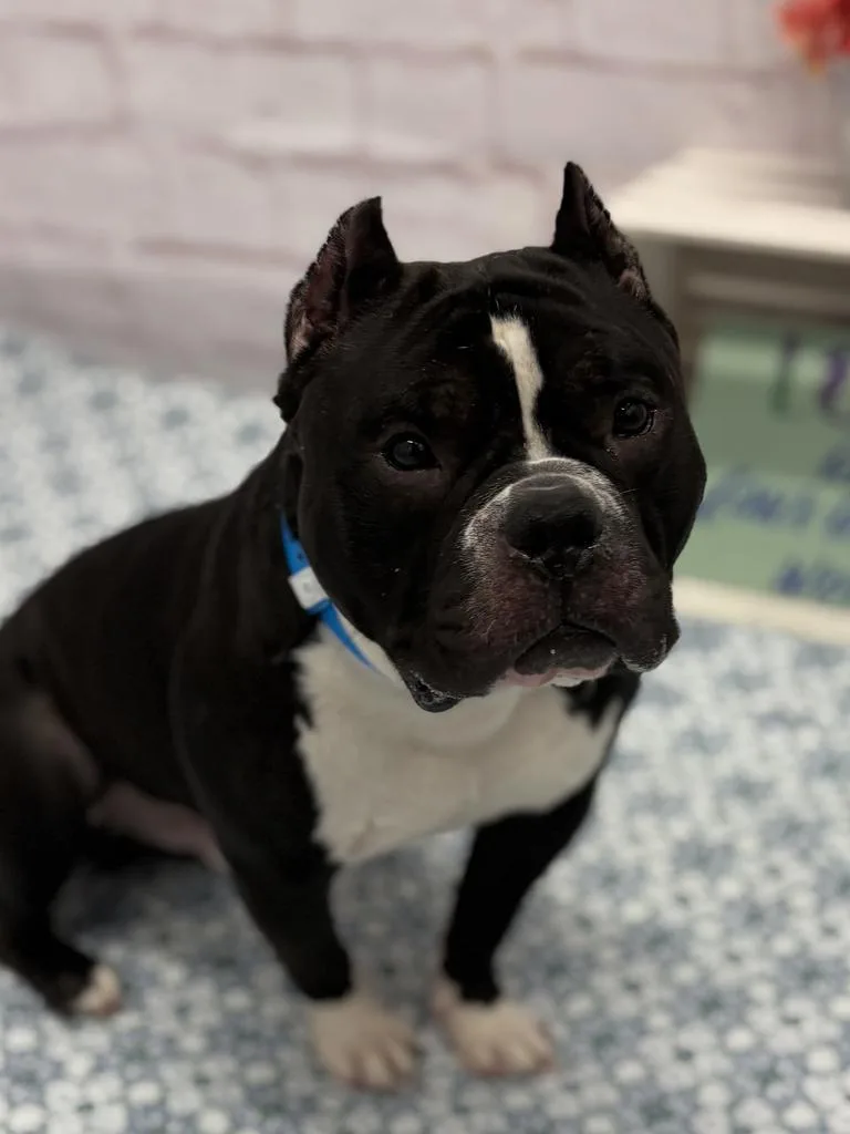 Zeus Austin